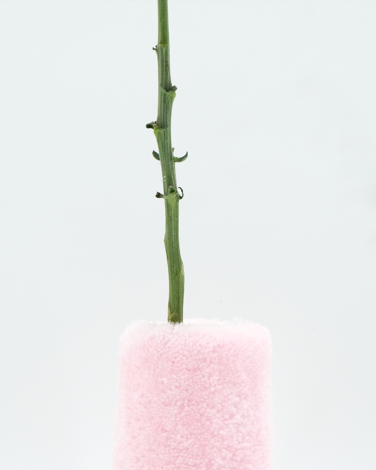 Petit Vase Rose